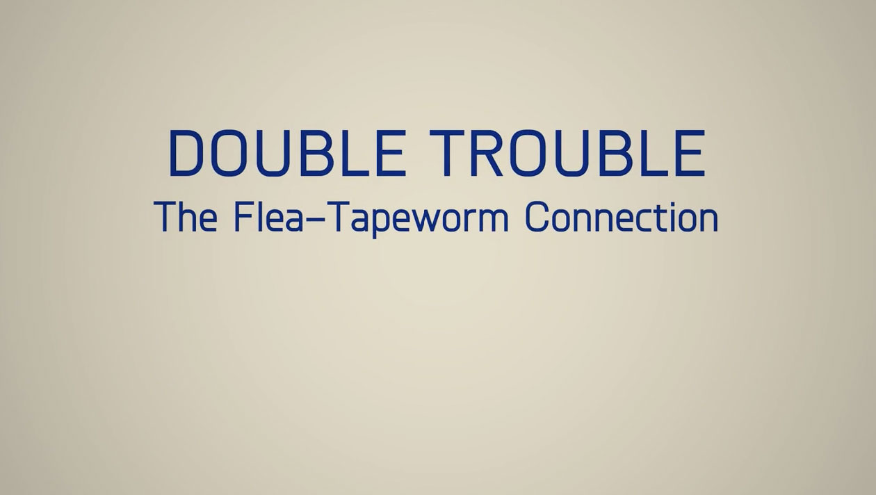 Learn more about the flea-tapeworm connection